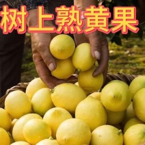 广东香水黄柠檬一件代发