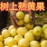 广东香水黄柠檬一件代发