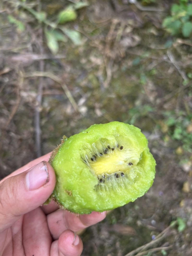 米良一号猕猴桃产地直销代办
