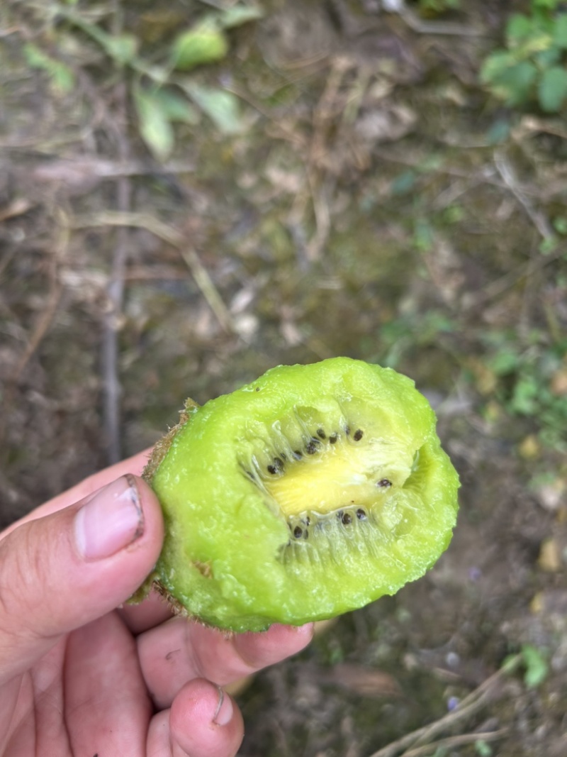 米良一号猕猴桃产地直销代办