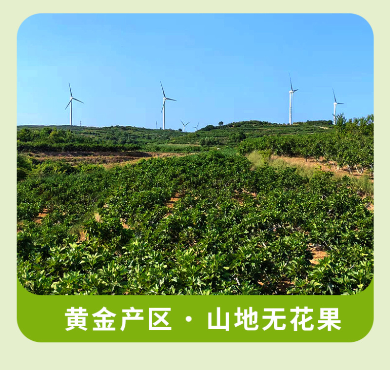 青皮无花果干