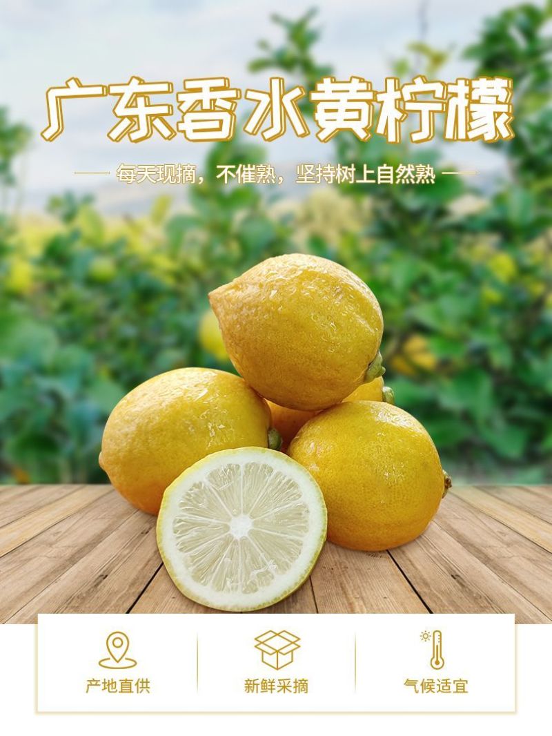 广东香水黄柠檬一件代发