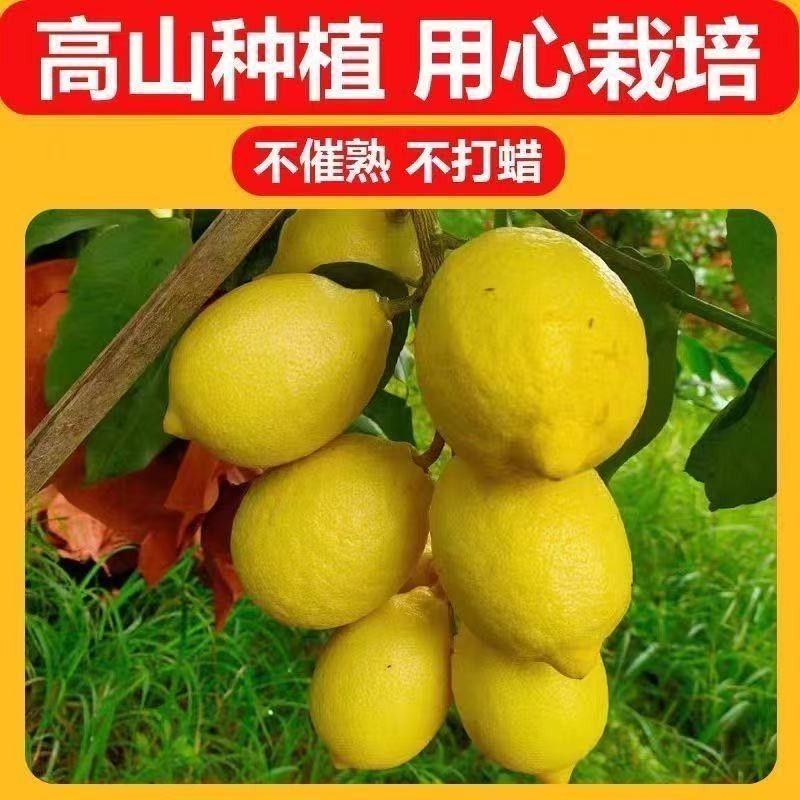 广东香水黄柠檬一件代发