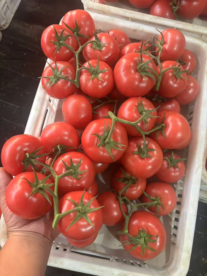 硬粉西红柿