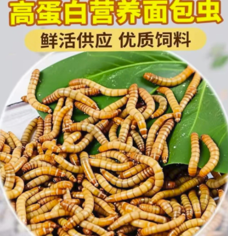 漳州本地黄粉虫，虫干，虫沙，虫皮，虫粉