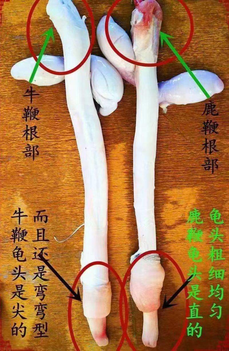 纯正新鲜鹿鞭保真保纯