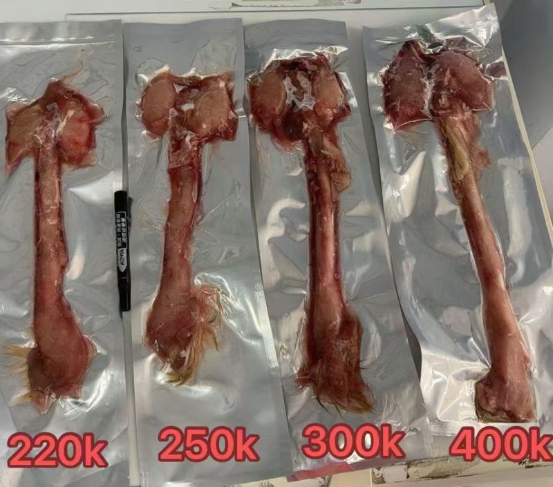 纯正新鲜鹿鞭保真保纯