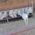活羊
