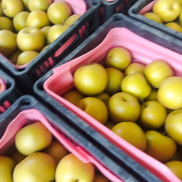 安徽圆黄梨，货源充足，价格实惠，保质保量