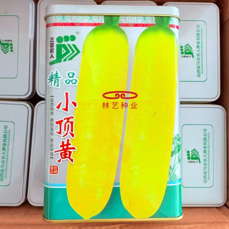 精品小顶黄胡萝卜种子生吃水果萝卜种籽齐头黄高产春秋季蔬菜