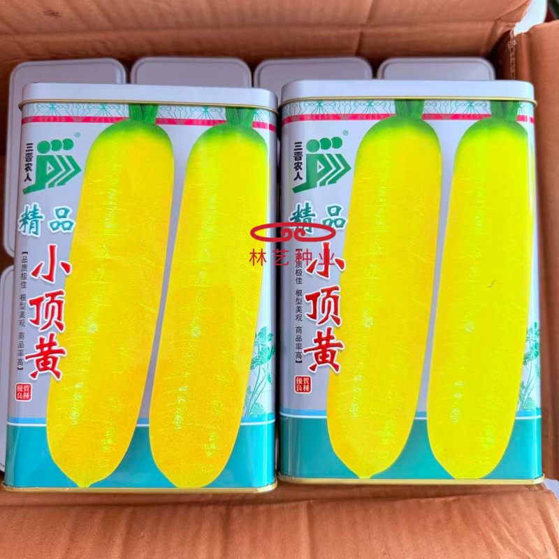 精品小顶黄胡萝卜种子生吃水果萝卜种籽齐头黄高产春秋季蔬菜