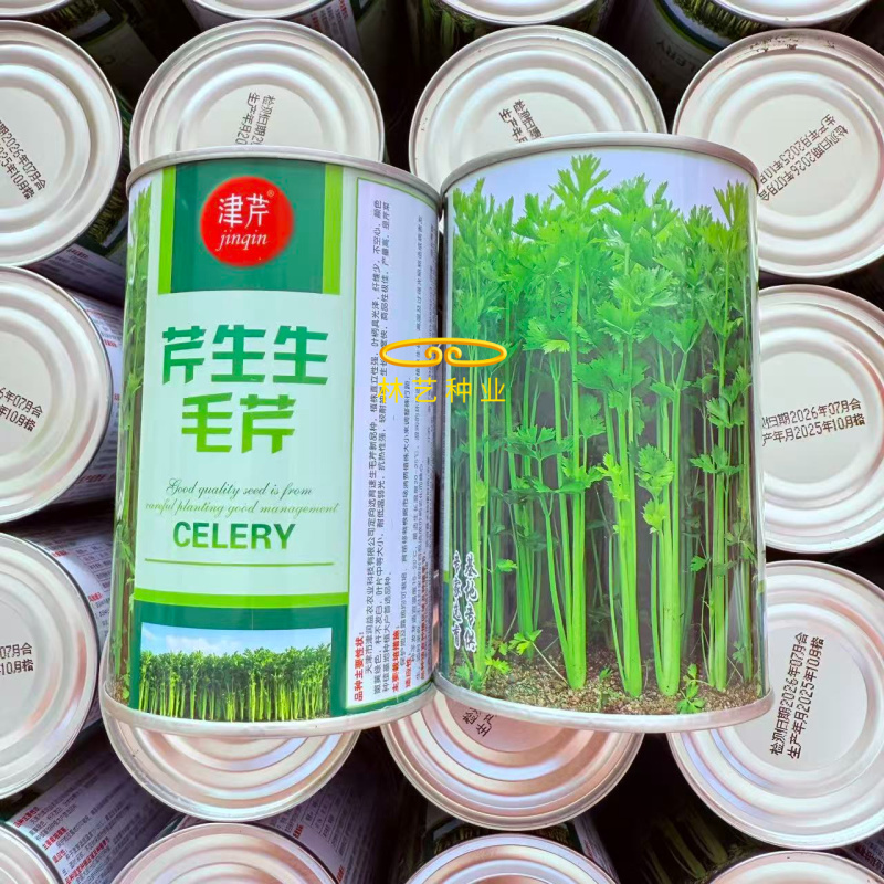 芹生生毛芹种子株型直立气纤维少不空心颜色嫩黄耐低温弱光
