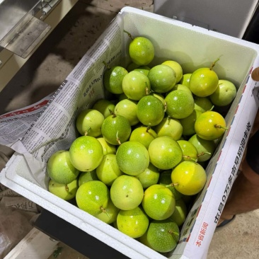 精品徐闻百香果