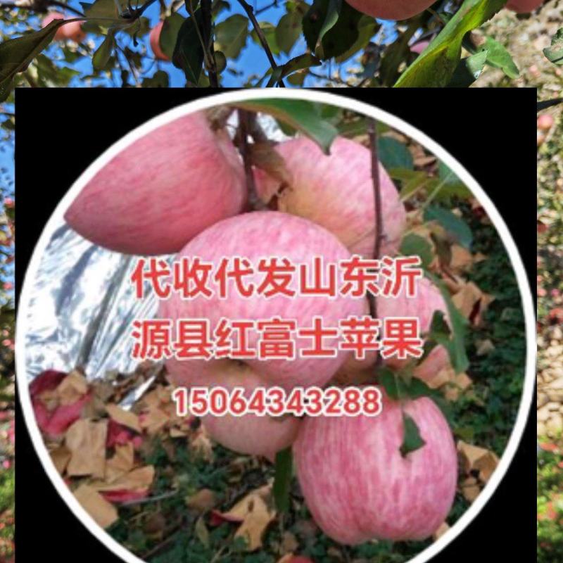 沂源县红富士苹果产地