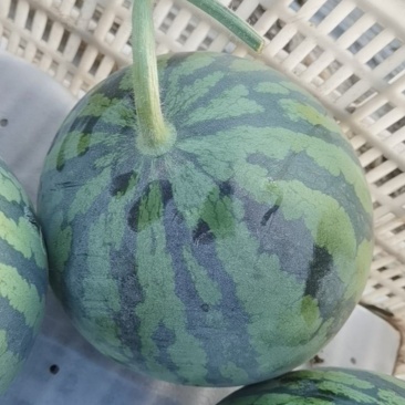 甘肃庆阳麒麟瓜