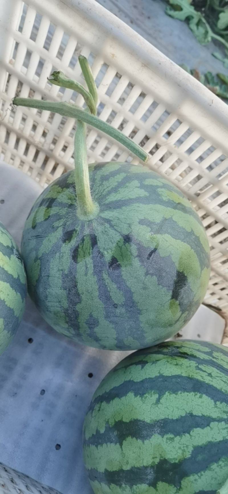 甘肃庆阳麒麟瓜
