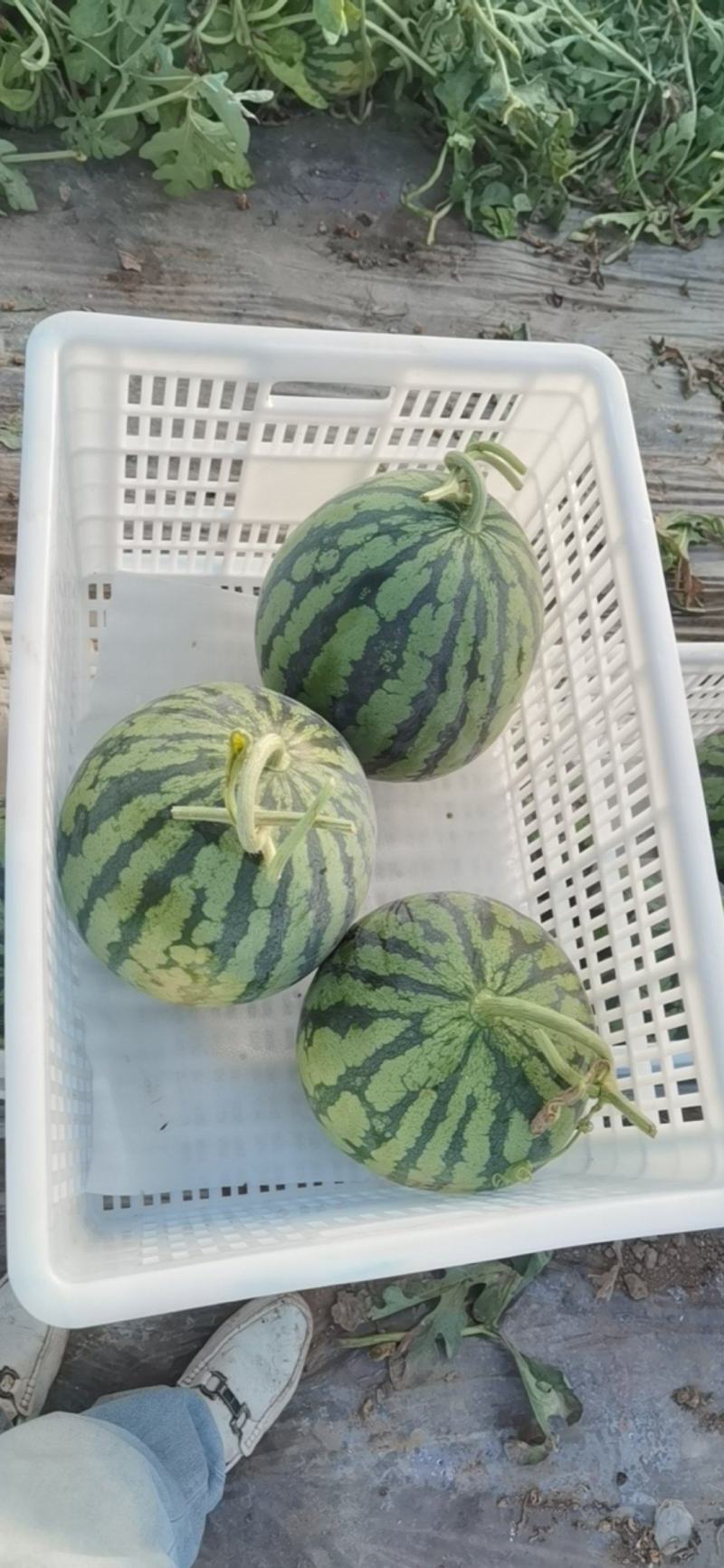 甘肃庆阳麒麟瓜