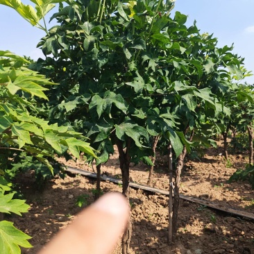 千层大花观赏牡丹，丛生枝条粗壮花芽饱满，树状株型美观。