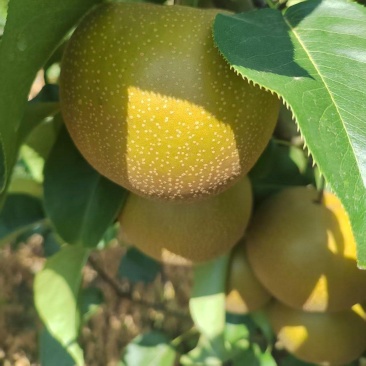 圆黄梨已大量上市