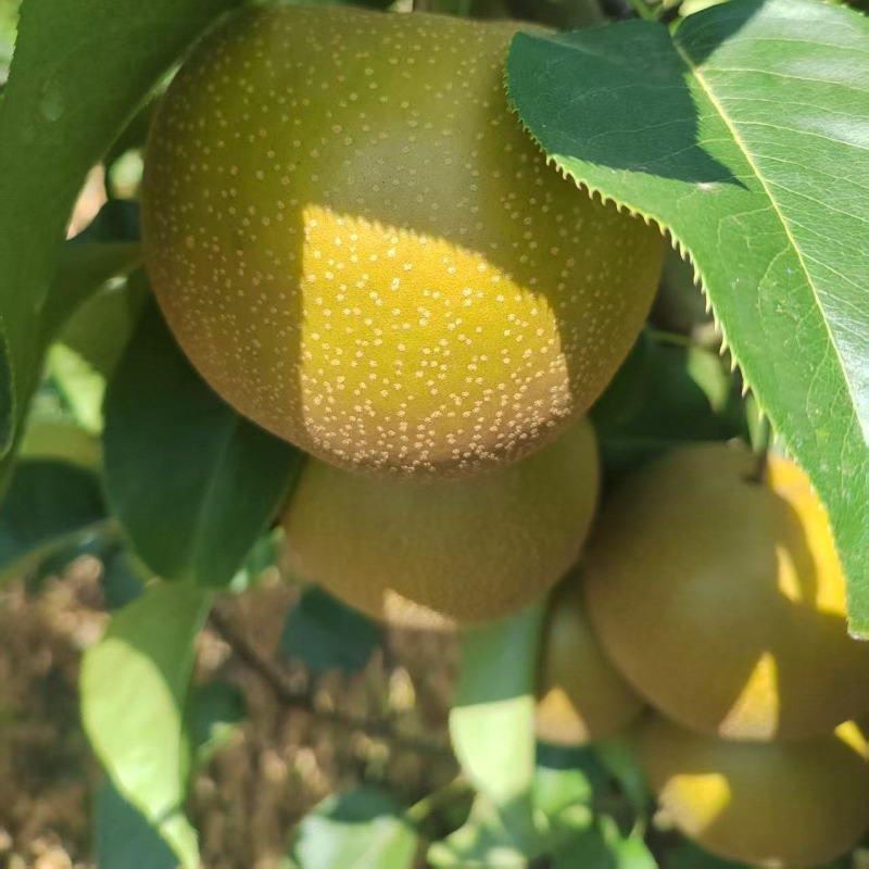 圆黄梨已大量上市