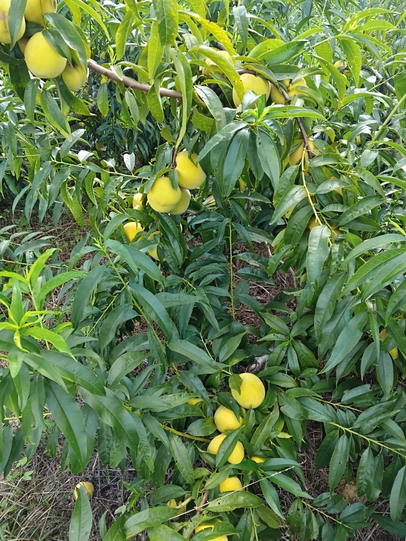 黄桃黄金冠
