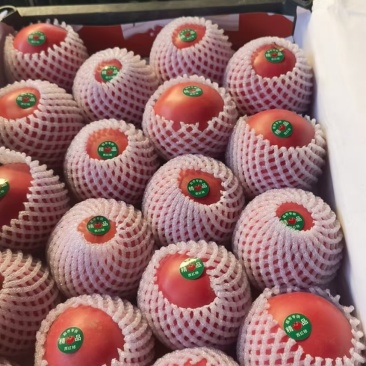 批发西红柿