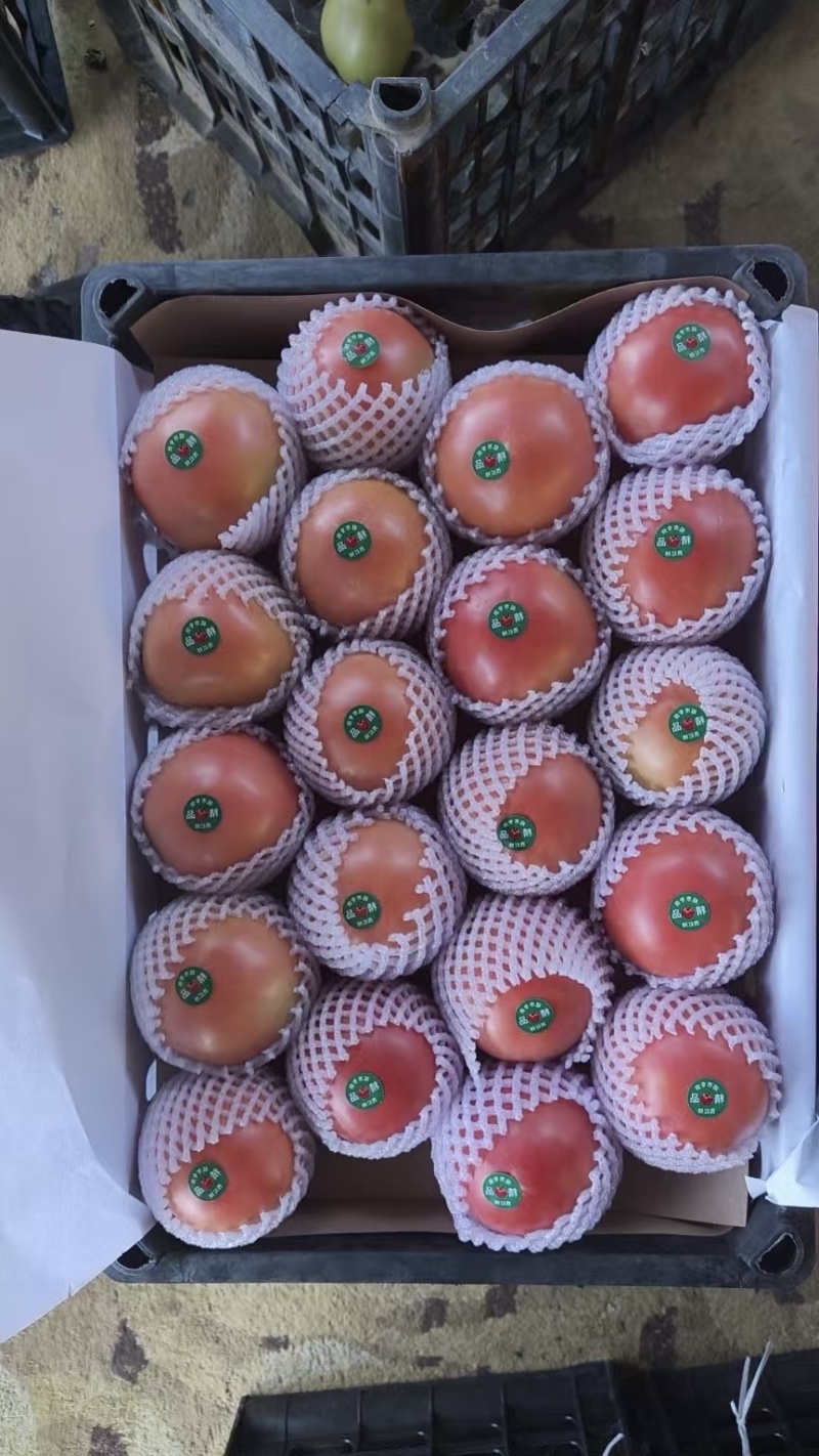 批发西红柿