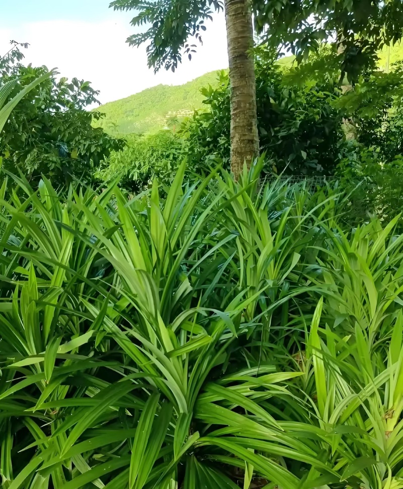 海南斑兰叶