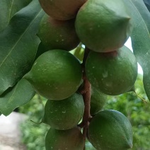鲜食云南坚果(澳洲坚果)
