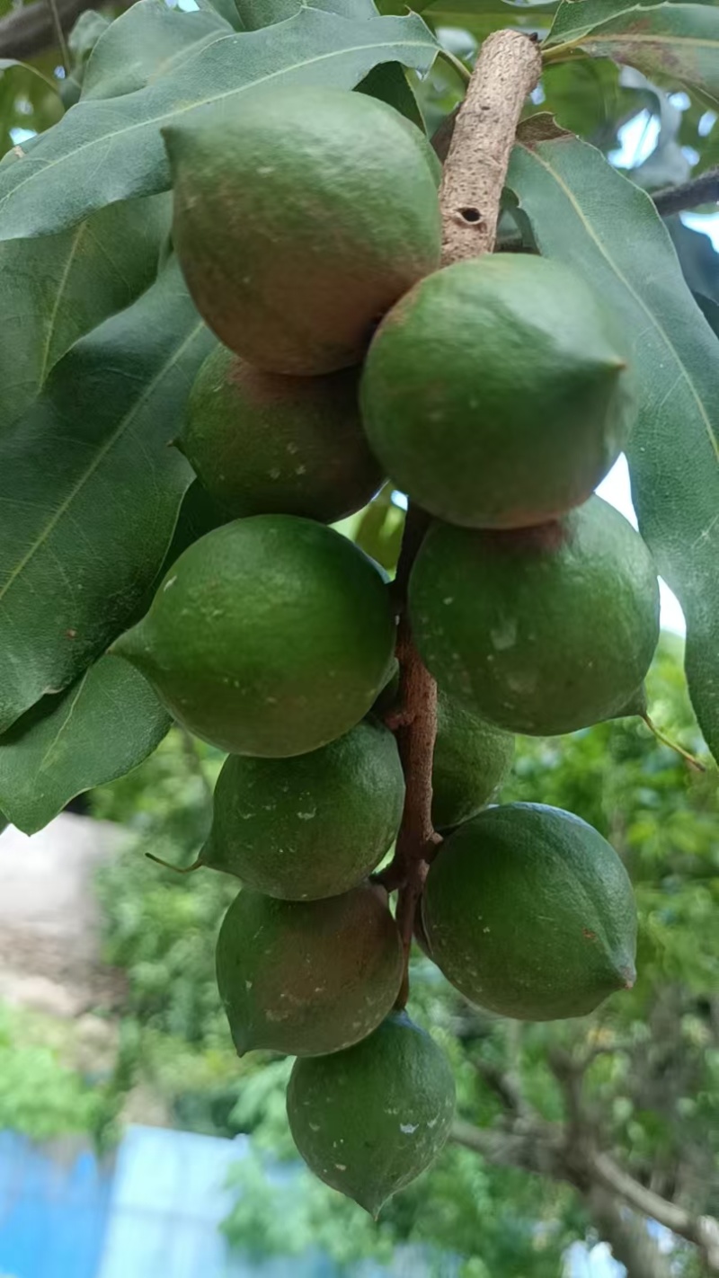 鲜食云南坚果(澳洲坚果)