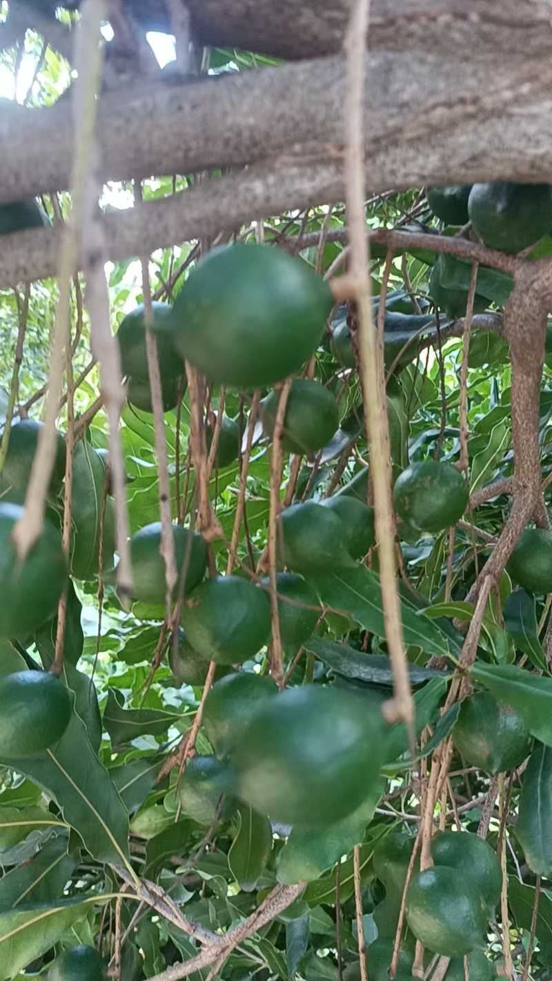 鲜食云南坚果(澳洲坚果)