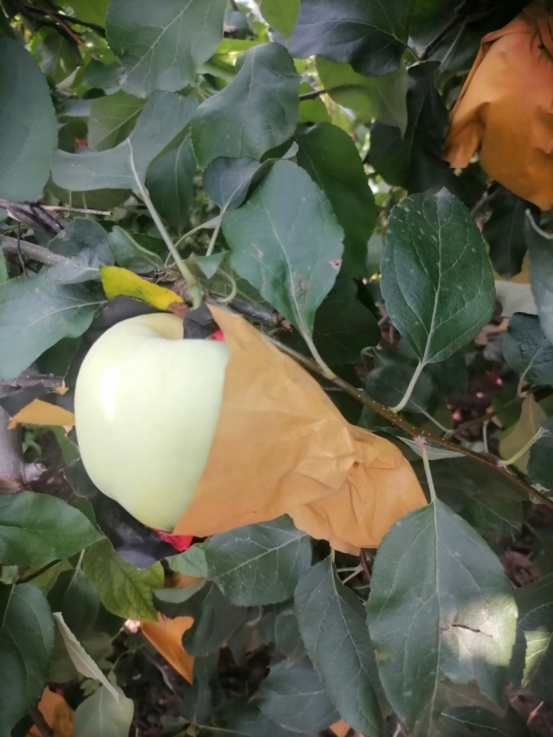 华硕苹果，