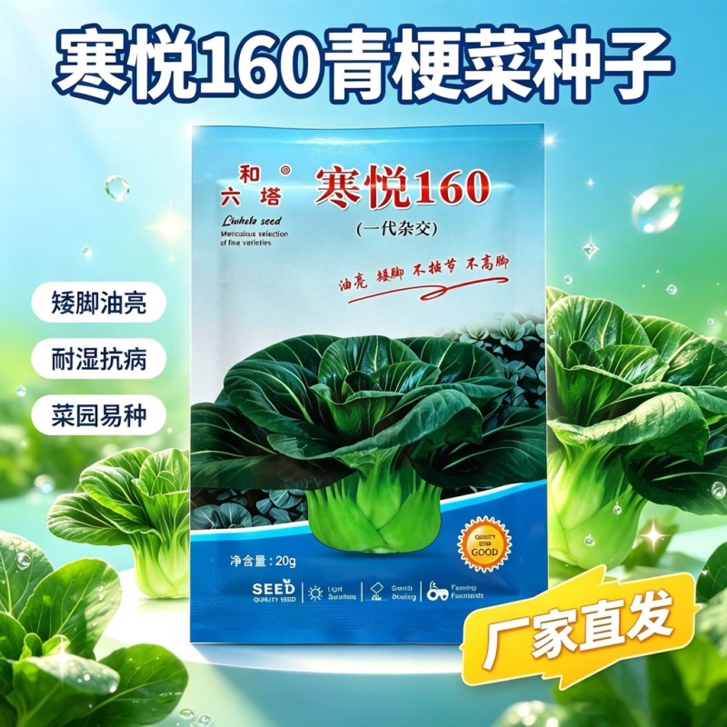 寒悦矮脚苏州青种子油亮不拔节不高脚直立紧凑束腰好软糯香甜