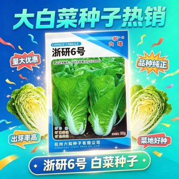 浙研6号快菜种子杂交早熟小白菜种籽耐热耐湿生长快