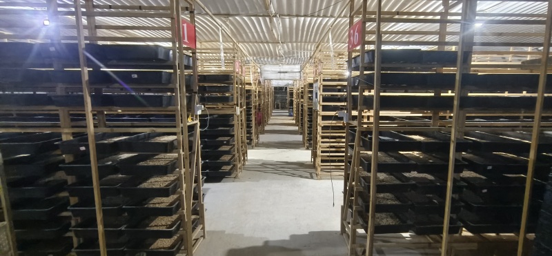 大麦虫4.5-6公分