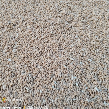 轮选49就你小麦