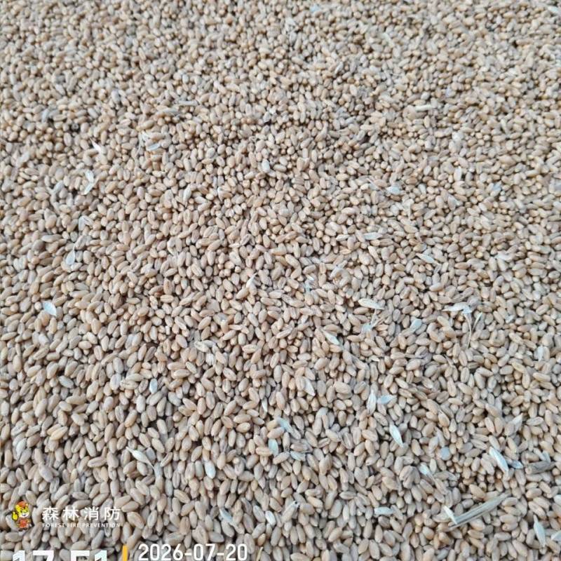 轮选49就你小麦