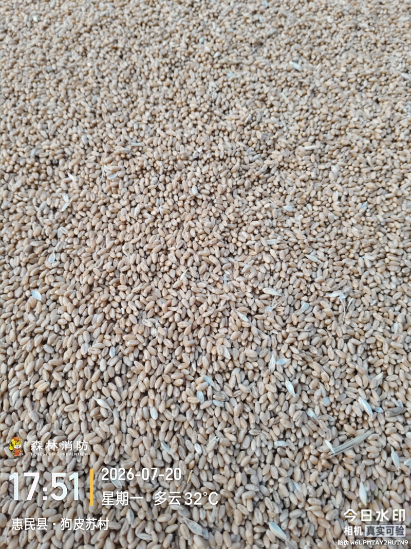 轮选49就你小麦