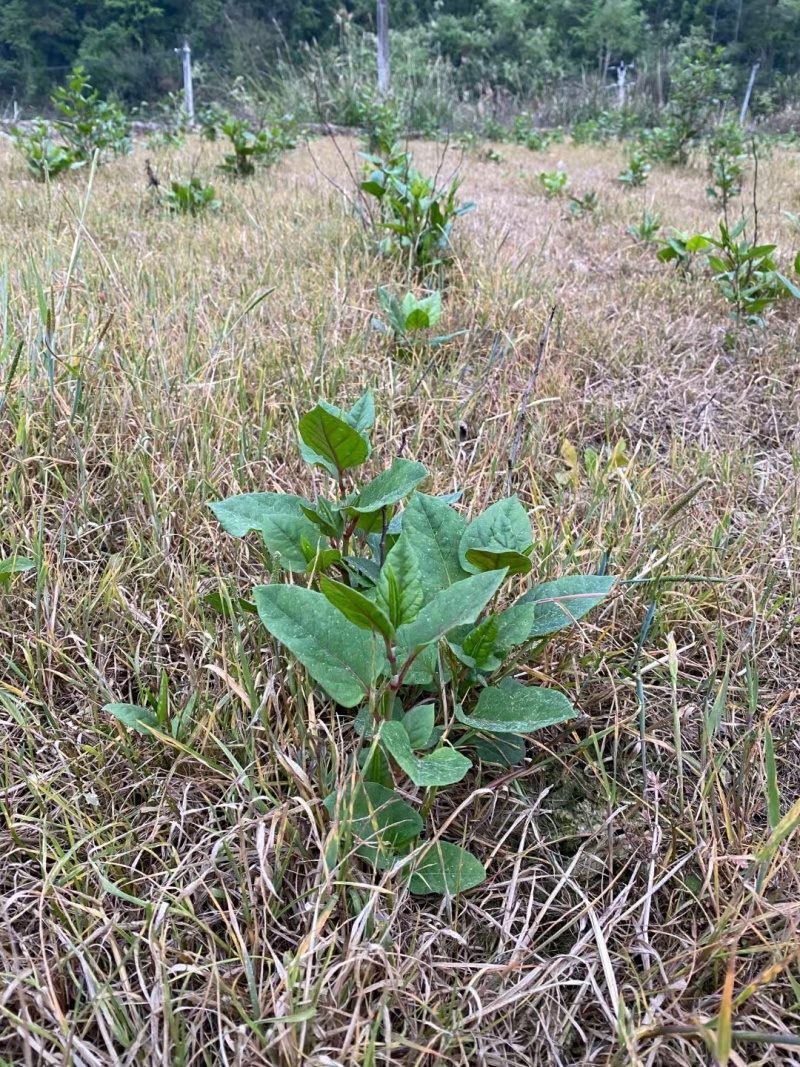 虎杖除草剂禾阔叶尖叶圆叶除草剂