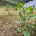 虎杖除草剂禾阔叶尖叶圆叶除草剂