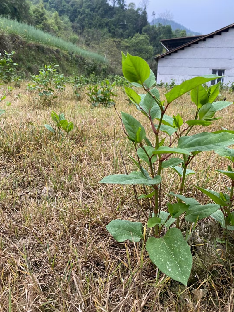 虎杖除草剂禾阔叶尖叶圆叶除草剂