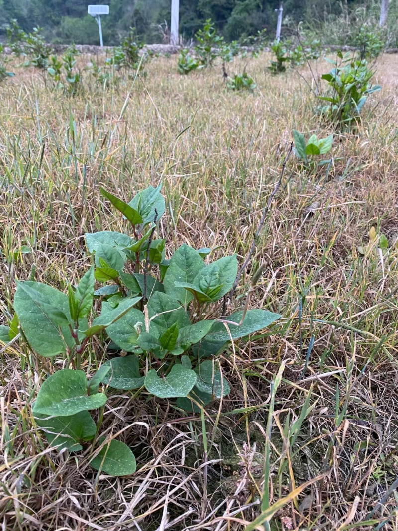 虎杖除草剂禾阔叶尖叶圆叶除草剂