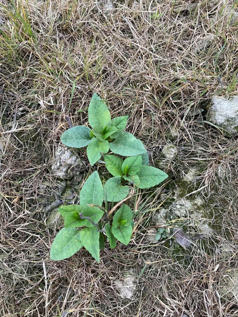 虎杖除草剂禾阔叶尖叶圆叶除草剂