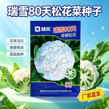 瑞雪80天青梗松花菜种子松散花椰菜中熟高产大田春秋花菜籽