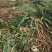 青贮玉米秸秆