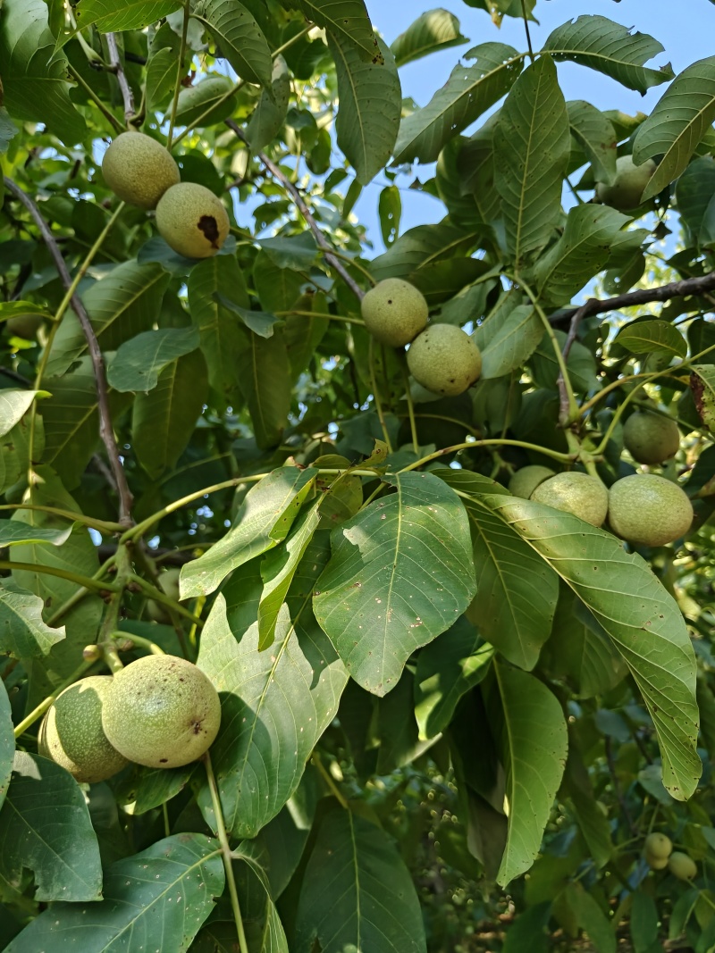 青皮核桃