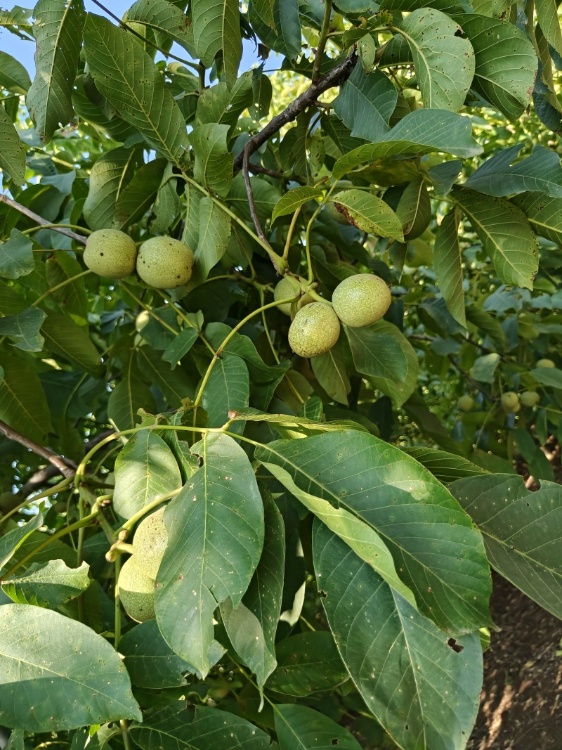 青皮核桃