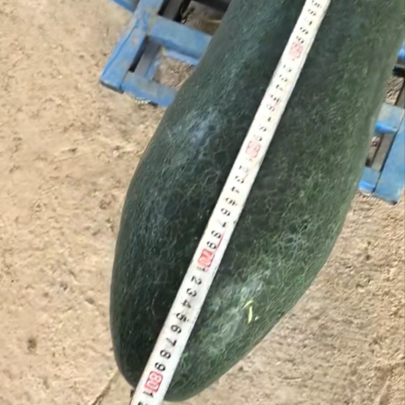 精品黑皮吊冬瓜，小香冬瓜