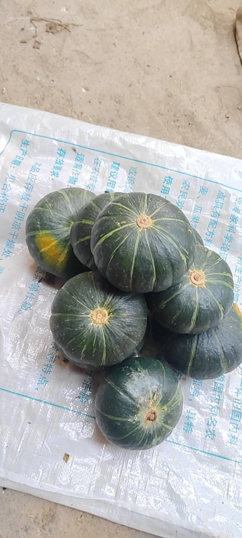 黑贝贝