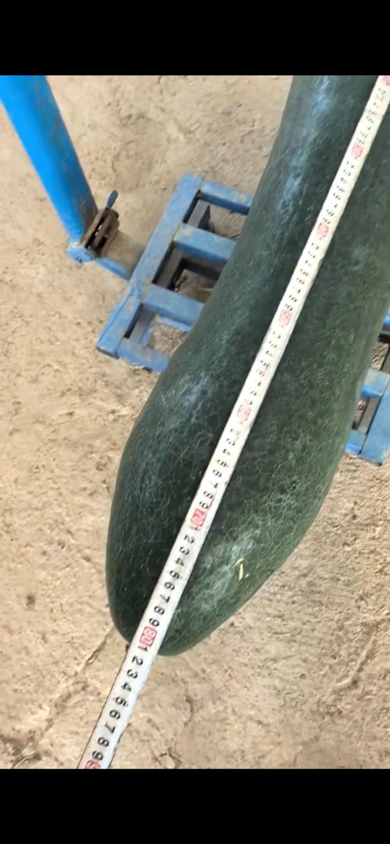 精品黑皮吊冬瓜，小香冬瓜